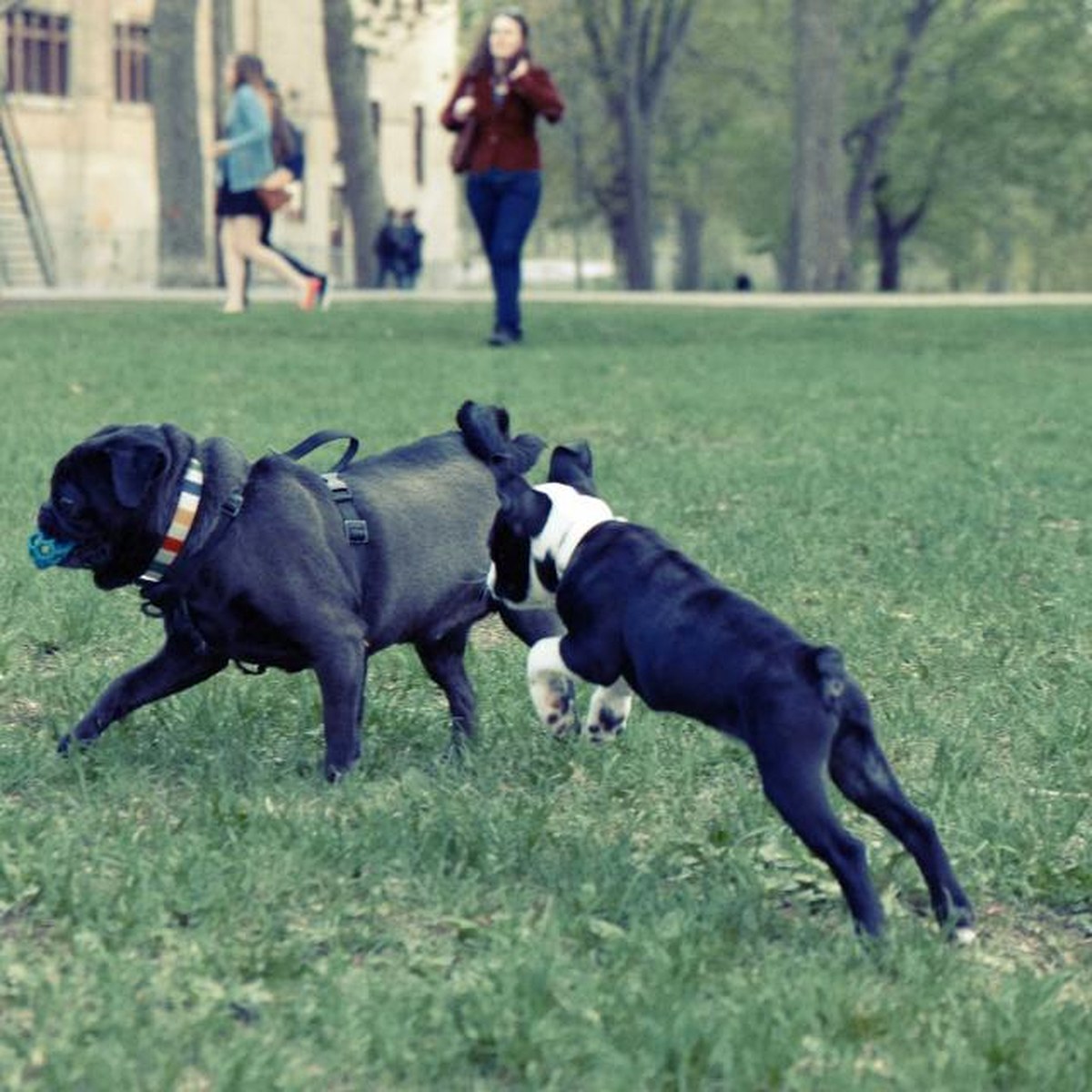 Foto real de una mascota de la comunidad Petjuna